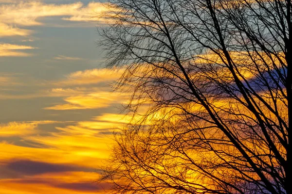 Baumsilhouette und Frühling Sonnenuntergang Himmel — Stockfoto