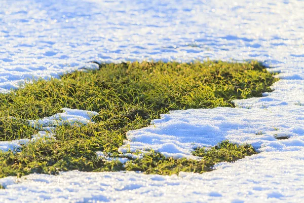 Altından kar kış buğday bakıyor — Stok fotoğraf