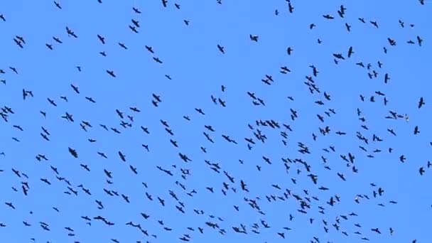 Cuervos vuelan en el cielo azul — Vídeo de stock