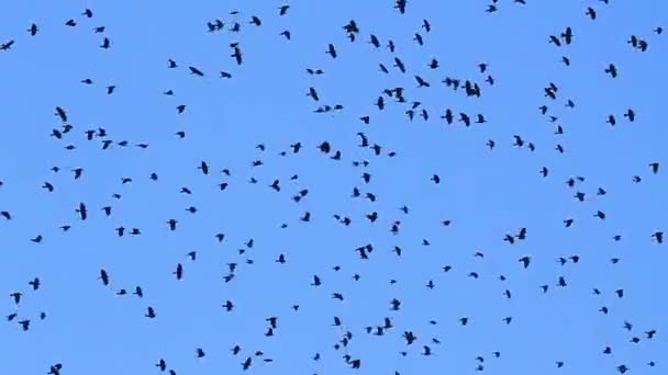 Hunderte von Raben fliegen in den blauen Himmel — Stockvideo