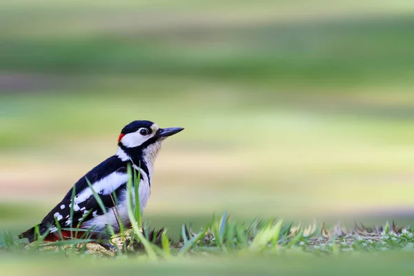 Specht zitten onder het gras van de lente — Stockfoto