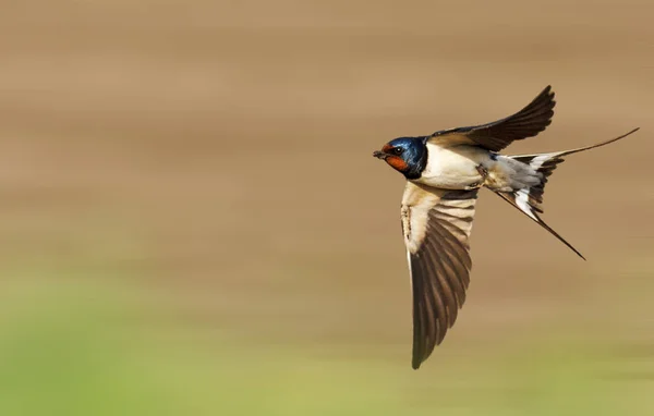 Barn swallow flies fast — Stock Photo, Image