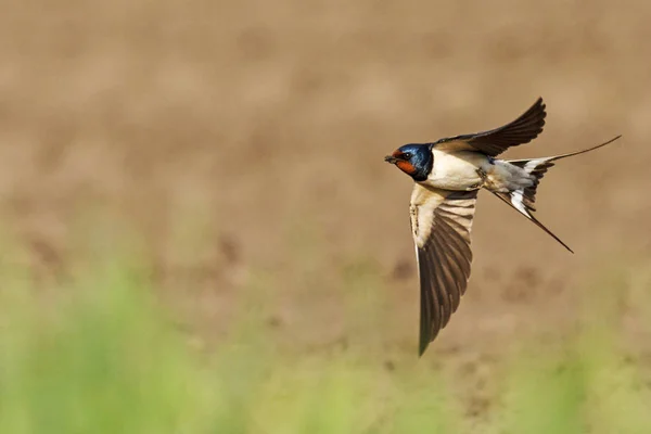 onun kanatları açık kırlangıcı uçar