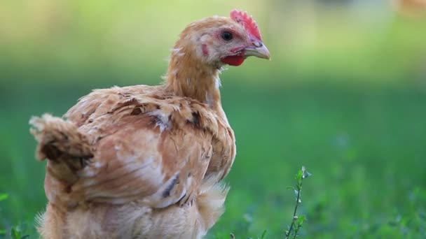 Jeune bite rouge mange vert herbe de printemps — Video