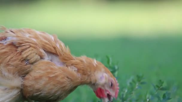Junger roter Hahn frisst grünes Gras — Stockvideo