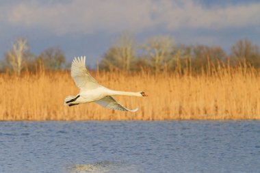 Beyaz Kuğu Gölü uçar