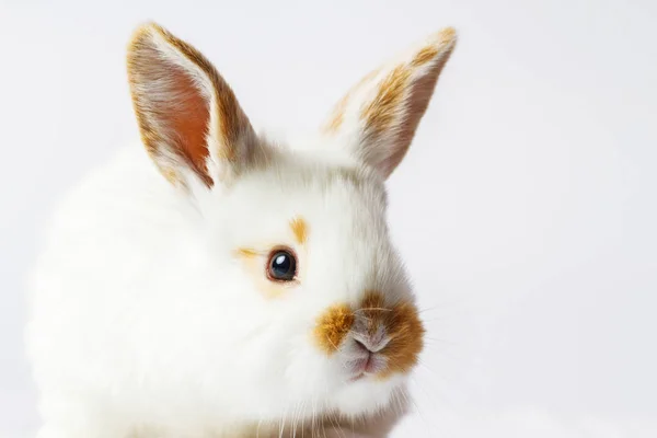 Biały królik z czerwoną twarzą — Zdjęcie stockowe