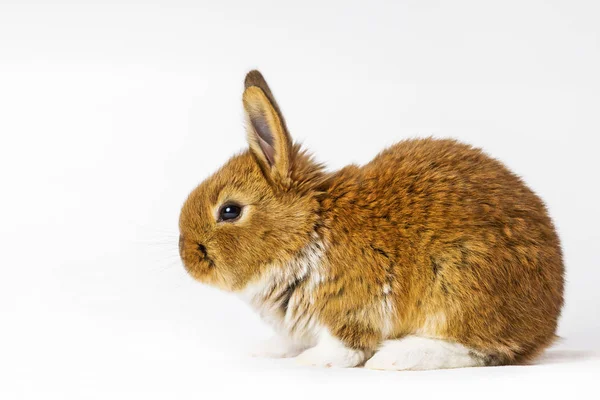 Czerwony królik z białe nogi — Zdjęcie stockowe