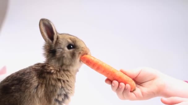 Девушка кормит кролика морковью — стоковое видео