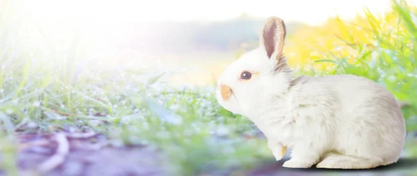 Cute white bunny among spring green grass — Stock Photo, Image