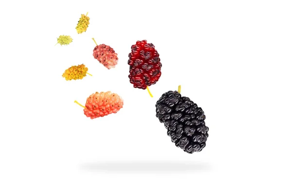 Mulberries isolated on white background — Stock Photo, Image