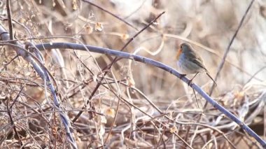 sabah orman Robin şarkı
