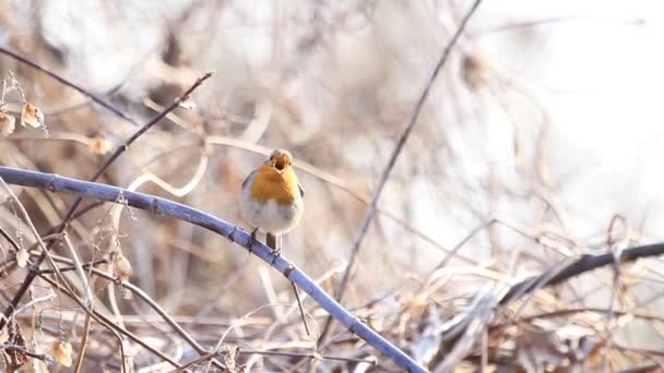 Robin chantant dans la forêt — Video