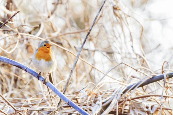 Robin sings a song sitting in the branch — Stock Photo, Image