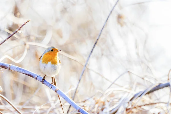 Robin canta al amanecer sentado en una rama — Foto de Stock