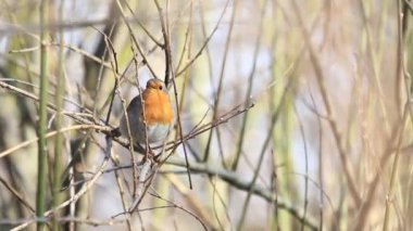 bir şarkı söylerken çalılıkların oturan robin