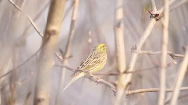 Çalılıkların oturan Yellowhammer söylüyor