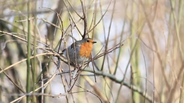 Robin zingt een lied zit in de struiken — Stockvideo