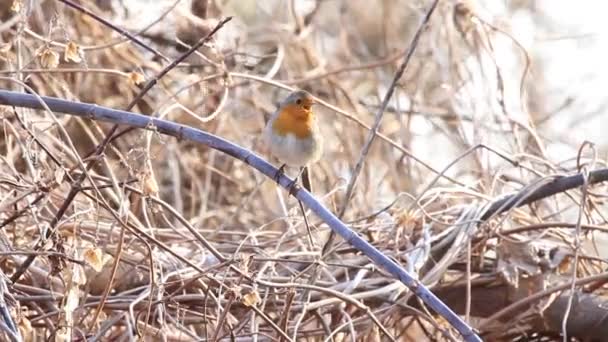 Robin zingt bij zonsopgang in de bossen — Stockvideo