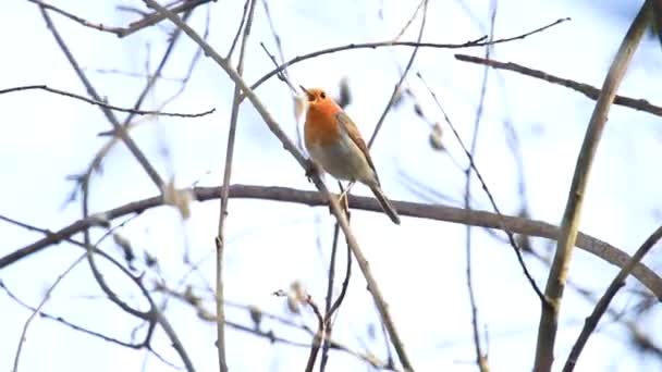 Spring robin chante sur une branche mince — Video