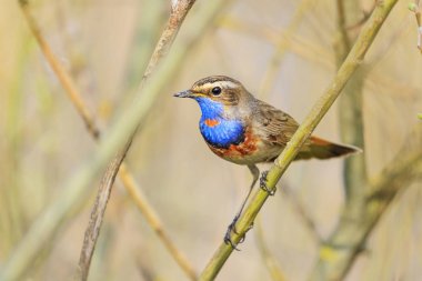 Bluethroat söğüt çalılar arasında oturur