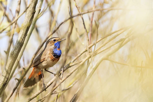 Bluethroat bahar söğüt çalılar arasında oturur — Stok fotoğraf