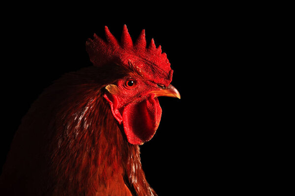 red rooster on black background