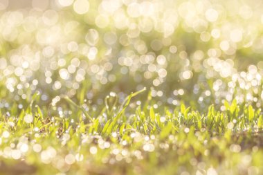 yeşil çim üzerinde çiy güzel bokeh