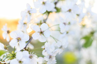 gün doğumunda beyaz çiçekkiraz ağacı