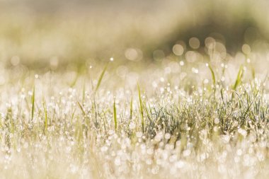 çiy damlaları denizi arasında taze çim