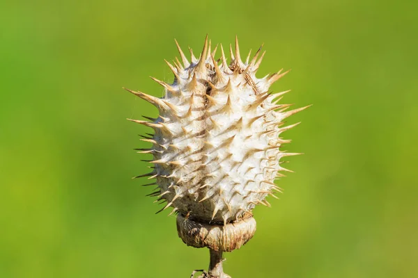 Erba secca spinosa su sfondo verde — Foto Stock