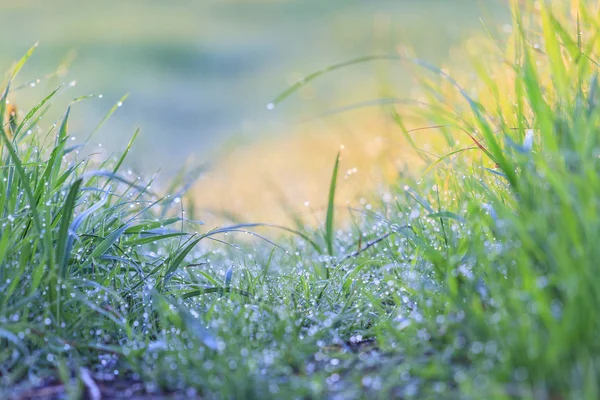 Primavera grama verde e orvalho da manhã — Fotografia de Stock