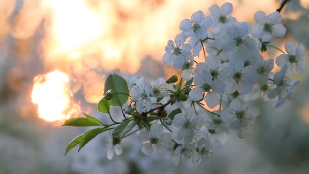 Cereja florescente contra o sol nascente — Vídeo de Stock