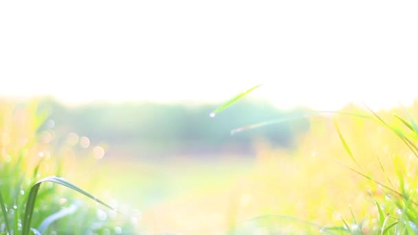 Утренняя весенняя роса на зеленой траве — стоковое видео