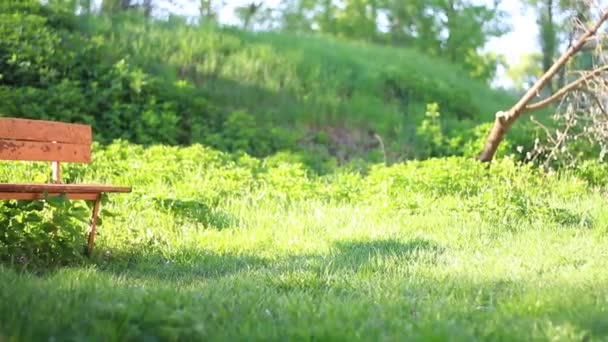 Gammal bänk i körsbärs trädgård upplyst av solen — Stockvideo