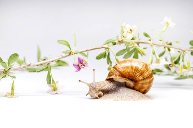 goji çiçek ve salyangoz beyaz arka plan üzerinde