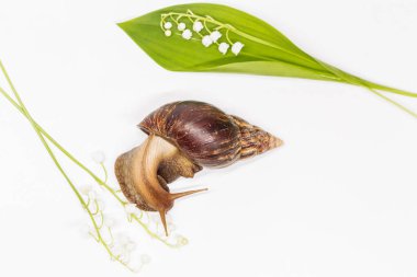 vadinin zambakları ve beyaz arka plan üzerinde büyük bir salyangoz