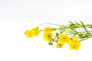 beyaz zemin üzerine sarı kır çiçekleri