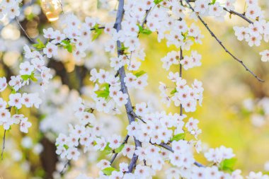 Şafakta kiraz çiçeği