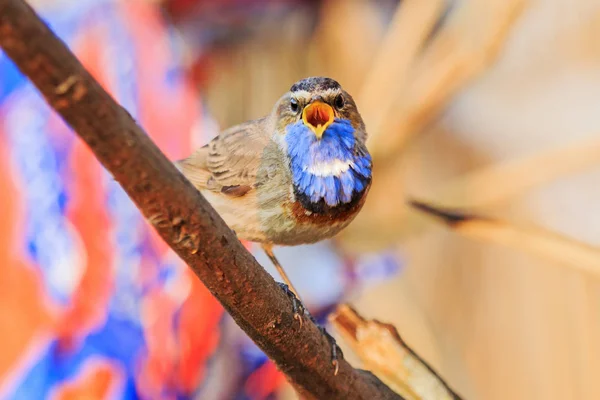 beautiful bird sings on a branch on a background of plastic garbage