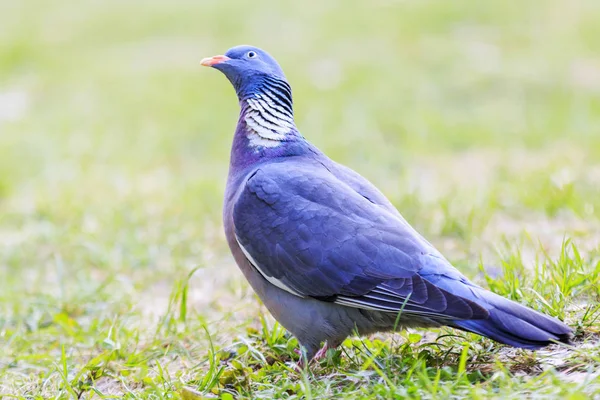 Деревянный голубь смотрит вверх, стоя на траве — стоковое фото