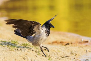 karga orman sulama uçtu