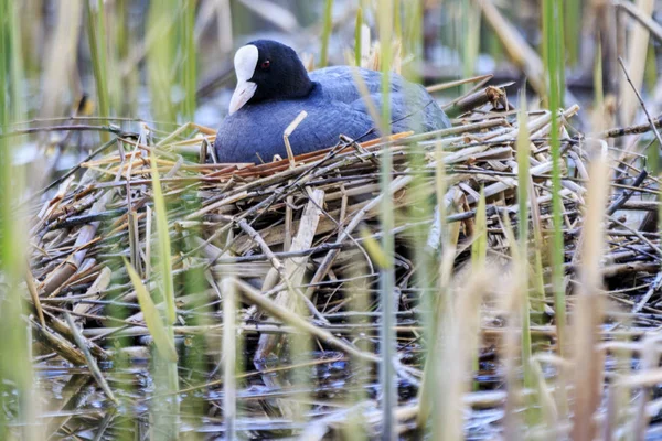 Koza sedící na hnízdečku Reedů — Stock fotografie