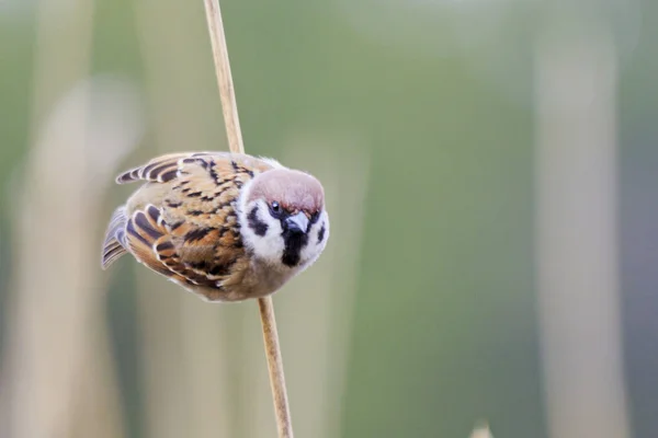 Sparrow sits on a reed and looks down — Stock Photo, Image