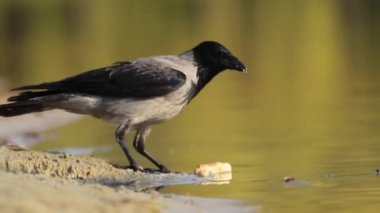 gölde karga peynir yiyor