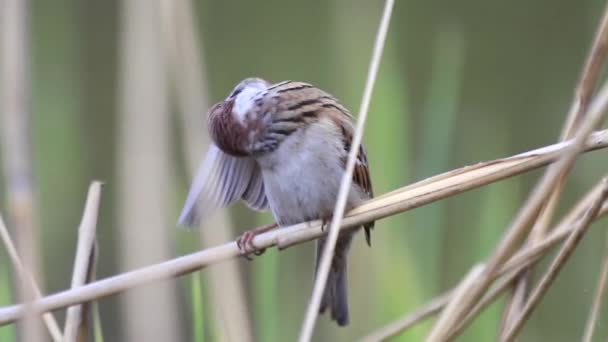 Sparrow Reinigt Veren Vleugel — Stockvideo