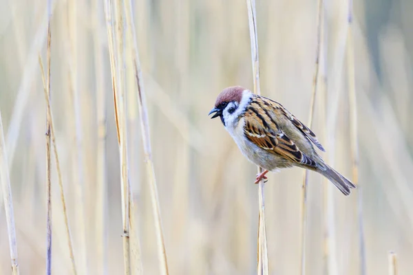 Sparrow sitting on a reed — Stock Photo, Image