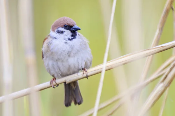 Sparrow sitting in the reeds — Stock Photo, Image