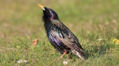 bahar çayır yavaş hareket sığırcık şarkı