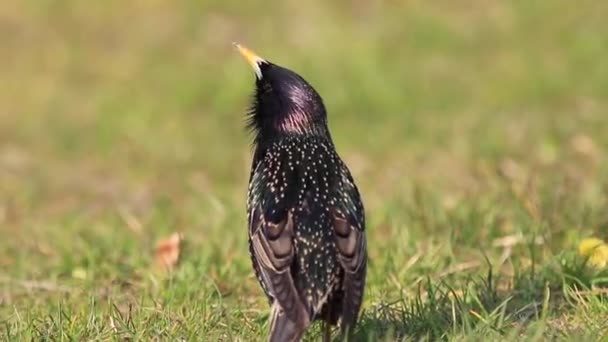 Starling Sings Spring Meadow — Stock Video